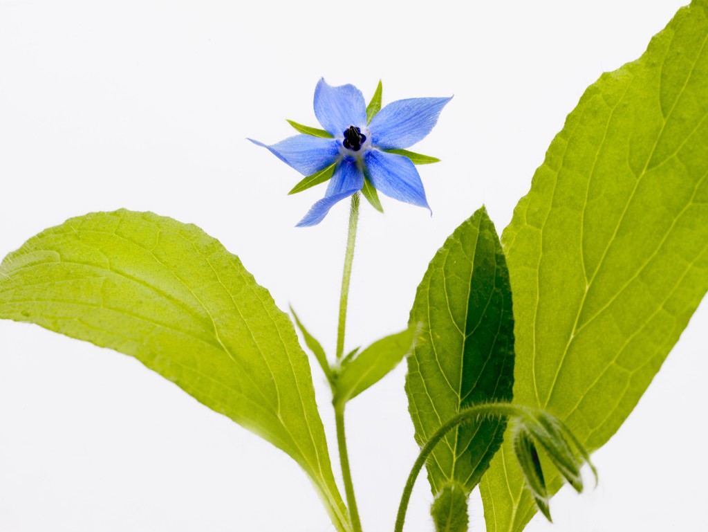 琉璃苣--在金昌你绝对要吃的一道菜(图)_特产档