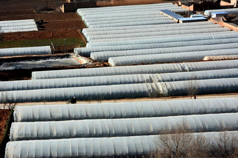 定西渭源首次引进日本红颜草莓(图)_新增特产