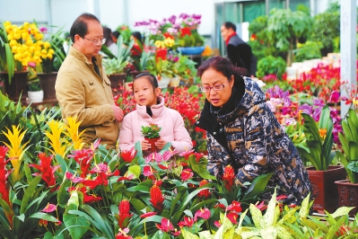 春节期间 酒泉肃州区花卉市场吸引许多市民和游客纷至沓来（图）