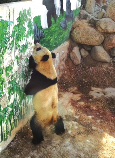 兰州：网传大熊猫“蜀兰”身体状况欠佳 体检后各项指标均正常（图）