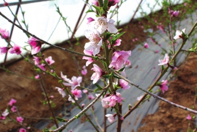 敦煌：早春二月桃花开