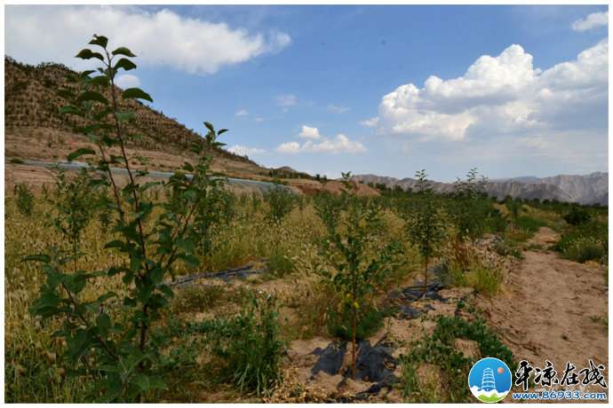 白银兴盛:提子熟了,苹果红了(组图)_特产档案