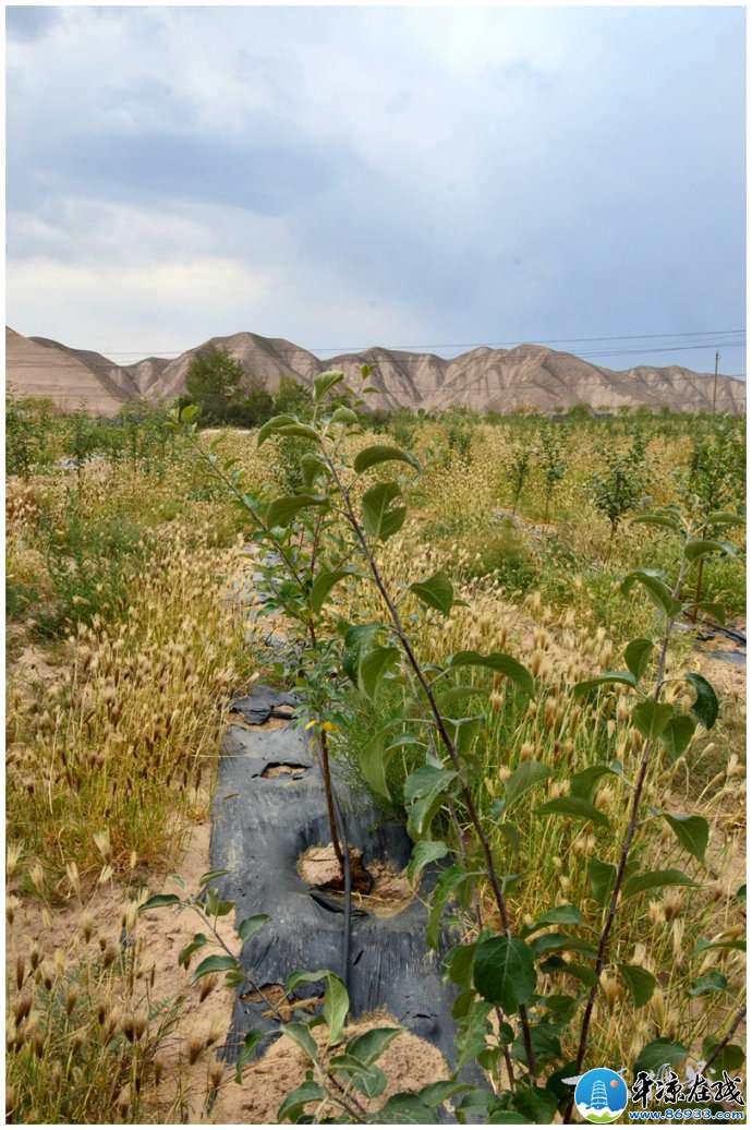白银兴盛:提子熟了,苹果红了(组图)_特产档案