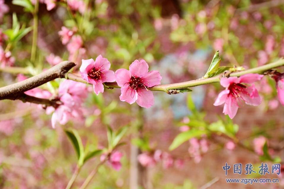 张掖：油桃花开迎春来
