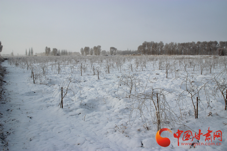 酒泉市瓜州县河东乡春雪入画来（组图）