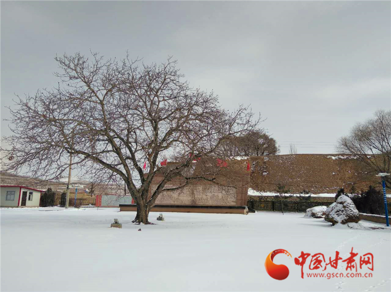 陇拍客|红色圣地裹瑞雪 古树挺拔诉历史