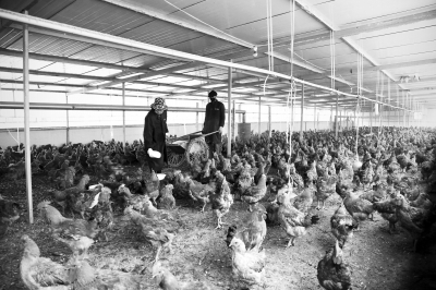 庆阳宁县良平金凤庄养殖专业合作社工作人员在喂鸡（图）