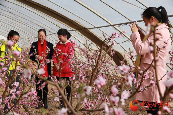 定西安定区：桃花盛开闹春来（图）