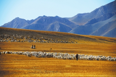 酒泉肃北县盐池湾乡南宁郭勒村牧民转场（图）