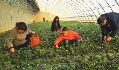 兰州：春季草莓“抢鲜”上市摘吃玩乡村采摘园迎旺季（图）