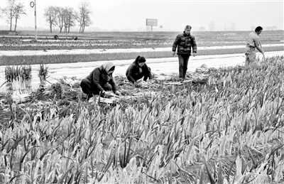 盲目跟风种植丰产难丰收 天水甘谷新兴镇2000亩大葱急盼销路（图）