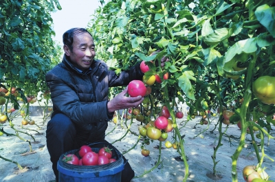 平凉泾川县蔬菜种植态势喜人（图）