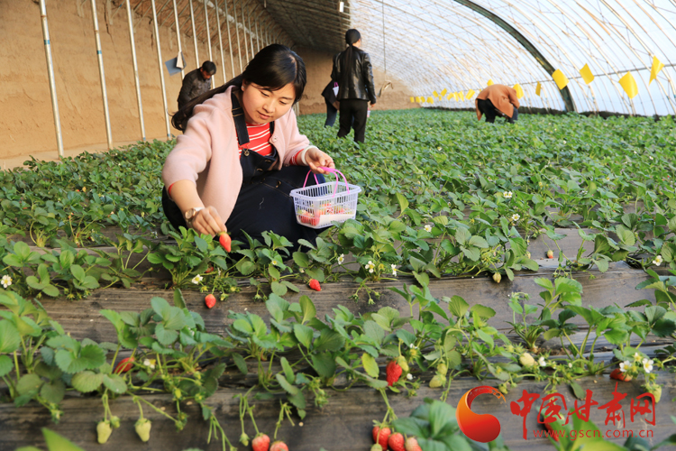 定西市安定区草莓成熟 市民乐享采摘乐趣（图）