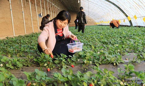 定西市安定区草莓成熟 市民乐享采摘乐趣（图）