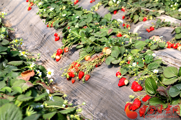 草莓红了 群众乐了 张掖农民收获生钱“红果果”（图）