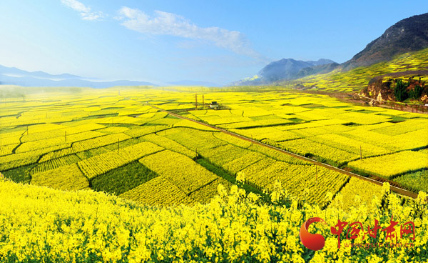 2017中国最美油菜花海汉中旅游文化节将于3月下旬开幕（图）