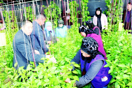 白银靖远县积极组织移民开展温室蔬菜实践操作技能培训