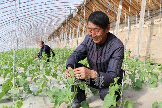 武威民勤县收成乡种植户日光温室蜜瓜长势喜人（图）