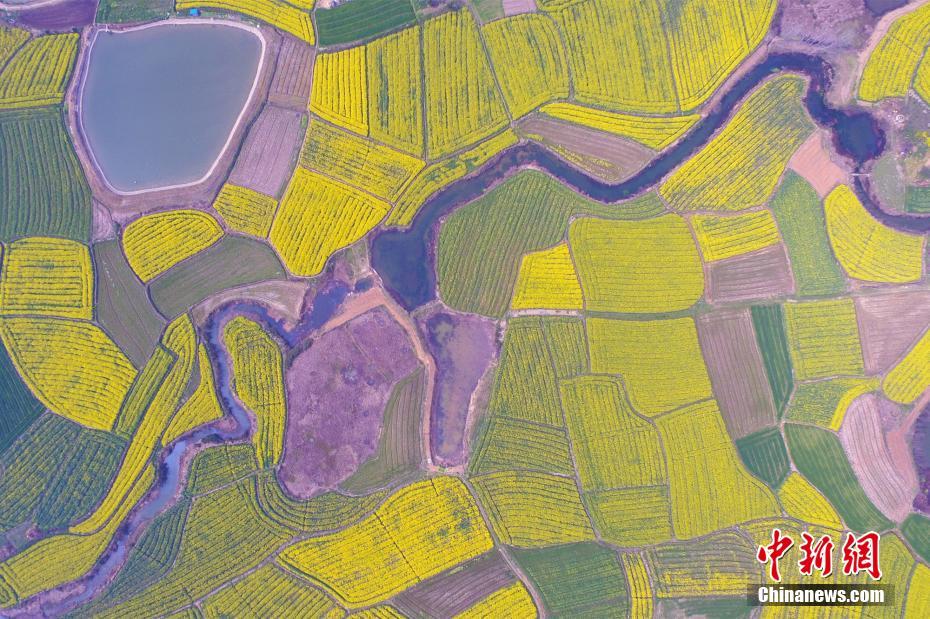 航拍湖北枝江万亩油菜花海美如画