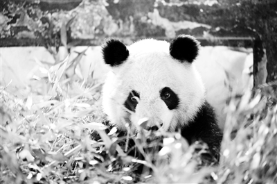 兰州大熊猫“蜀兰”年事已高 将赴出生地四川颐养天年