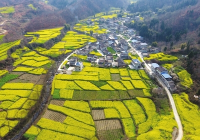 陇南文县油菜花盛开（图）