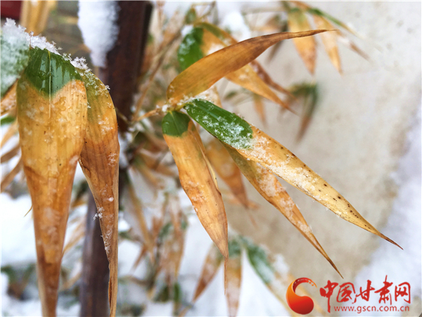 定西： 瑞雪兆丰年（组图）