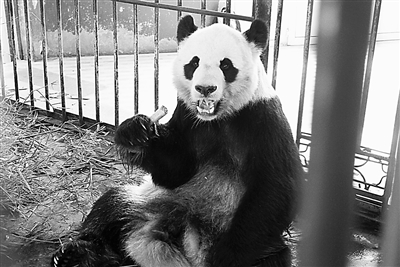 兰州大熊猫“蜀兰”身体状况咋样？ 如何异地代养？