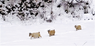 1米厚积雪覆盖牧场 陇南礼县上坪乡牲畜死亡千余只