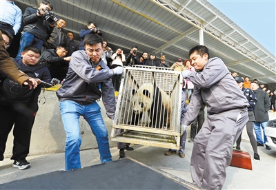 大熊猫蜀兰昨日惜别兰州 返回家乡颐养天年