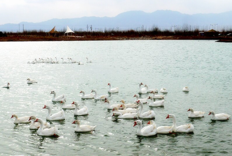 上百只人工饲养的白鹅在金川区双湾镇十里花海景区湖水中嬉戏