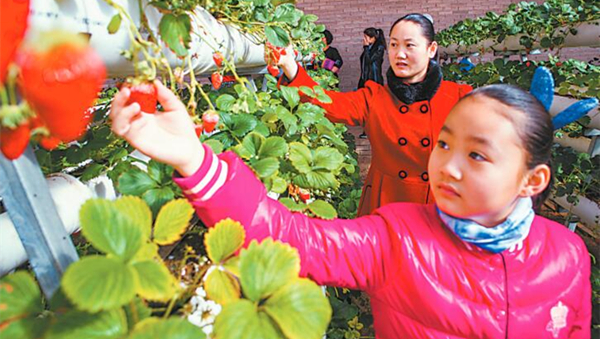 敦煌市民在肃州镇武威庙村日光温室里采摘草莓