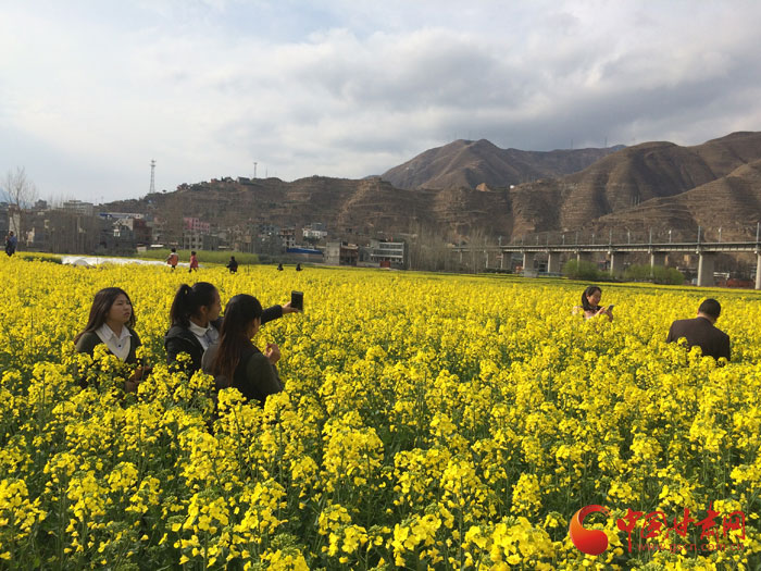 陇南武都汉王镇油菜花进入盛花期 引众多市民赏花踏青（图）