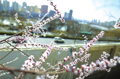 金城春风暖吹开野桃花（图）