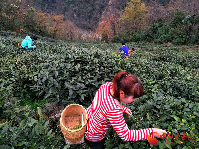 陇南武都已开始小面积采摘春茶