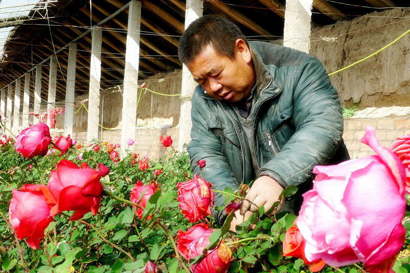 月季花正艳 金昌市新华村农民致富有了好门路（图）