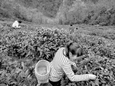 陇南武都区茶地开始小面积采摘春茶（图）