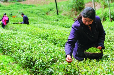 陇南康县阳坝新茶上市 “中国有机茶之乡”即将迎来采茶期
