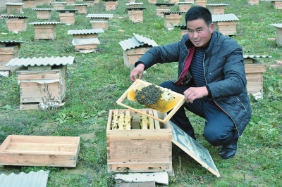 陇南宕昌县将台乡富康源土蜂养殖农民专业合作