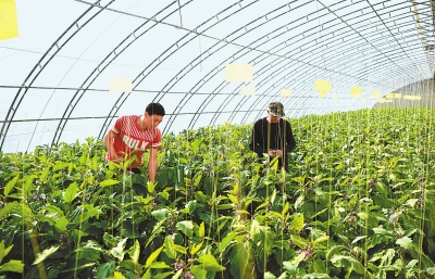 平凉泾川县大力发展日光温室促进农民增收（图）