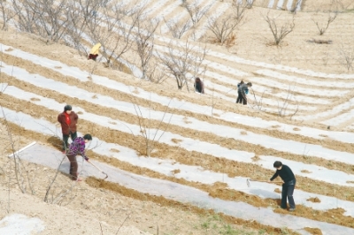 陇南武都区汉林镇山家地村村民在花椒地里覆盖地膜（图）