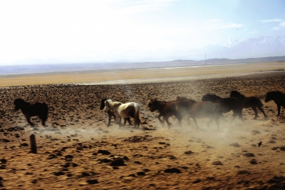 酒泉盐池湾草原上奔跑中的马群（图）