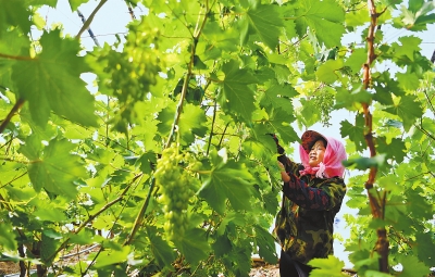 甘肃张掖临泽县银先葡萄种植合作社员工在温室里修剪葡萄