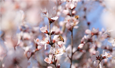 陇拍客｜定西市体育公园桃花盛开 春意盎然（组图）