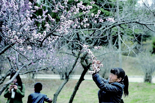 平凉：摘花容易栽花难（图）