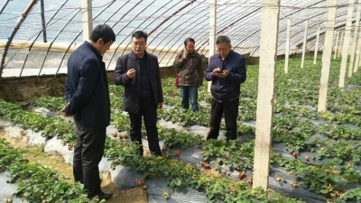 兰州七里河助农民建草莓采摘基地 “田间”为课堂解决技术推广“最后一道坎” 