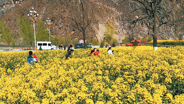 甘南舟曲县油菜花观赏带 吸引游客观光留影（图）