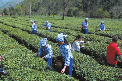 又是春茶飘香时——兰州市民踏青忙采茶（图）