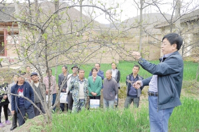 陇南礼县：果树专家在为村民教授花椒树修剪技术（图）
