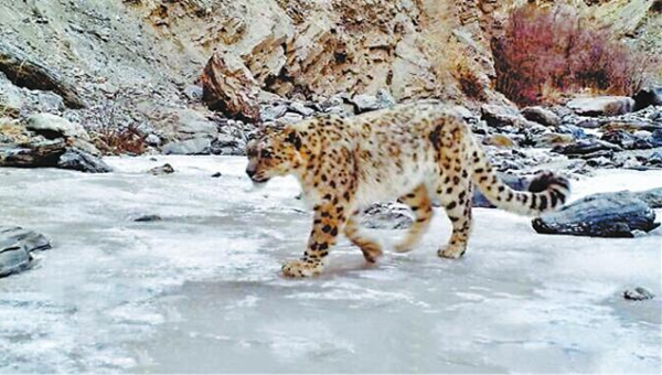 酒泉肃北发现3只雪豹活动踪影