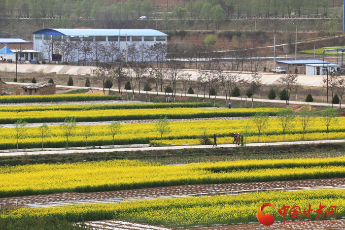 平凉庄浪县油菜花盛开醉行人（图）